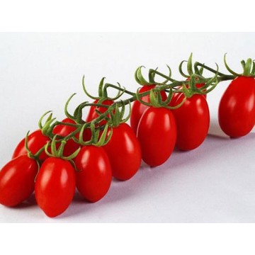 POMODORO GRAPPOLO DATTERINO