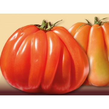 POMODORO CUOR DI BUE I°