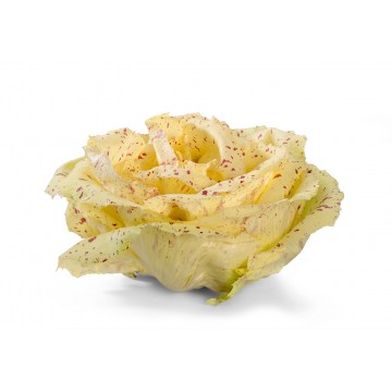 RADICCHIO VARIEGATO