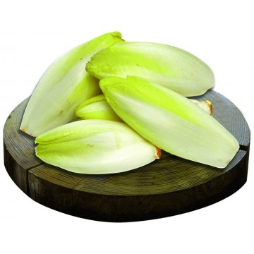 INSALATA BELGA CONF.  GR.500